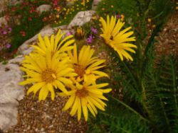 2013-08-18_Regina-F-Rau_Schachen_Blumen  (149).JPG